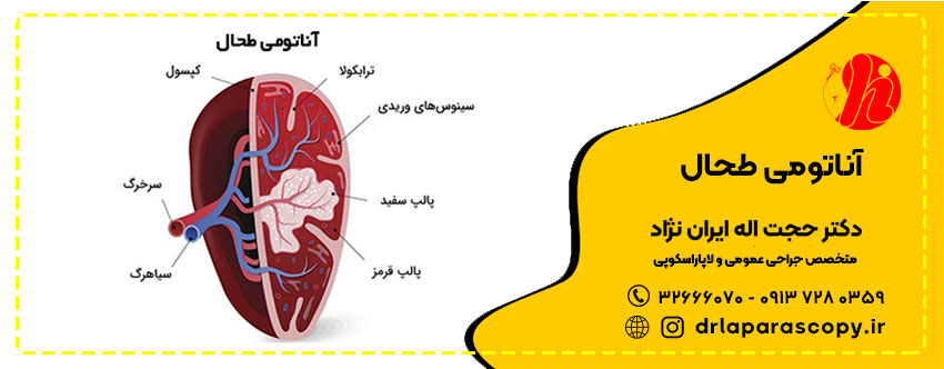 اناتومی-طحال-طحال-چیست-و-کجاست-جراحی-طحال-در-اصفهان